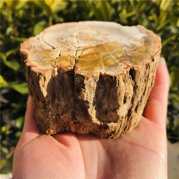 Natural De La Madera Petrificada Fósiles De Cristal Pulido Rebanada De Mineral Espécimen De Madera Fósil Bulto Stand De Regalo